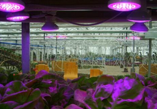 Crescere più veloce mercato LED Grow Light