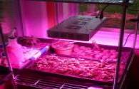 China LED Grow Light Technology Sviluppo mercato povero